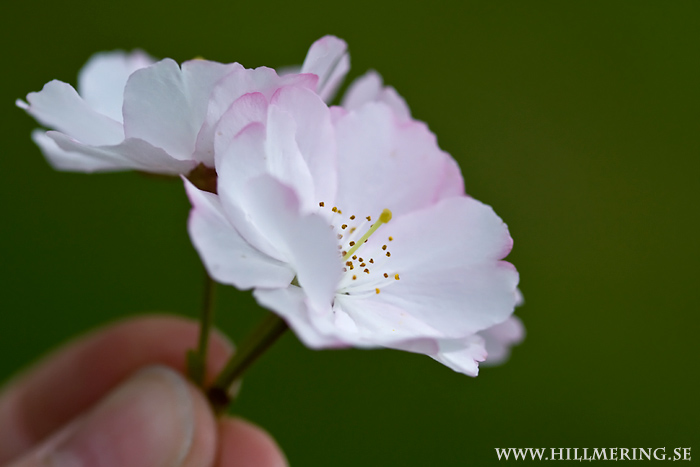 Körsbärsblommor