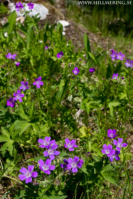 Blommor