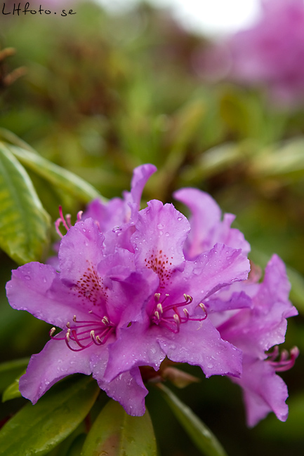 Rododendron