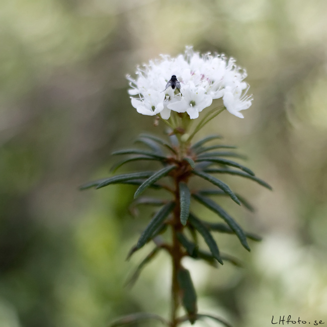 Blomma i skogen