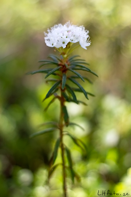 Blomma i skogen