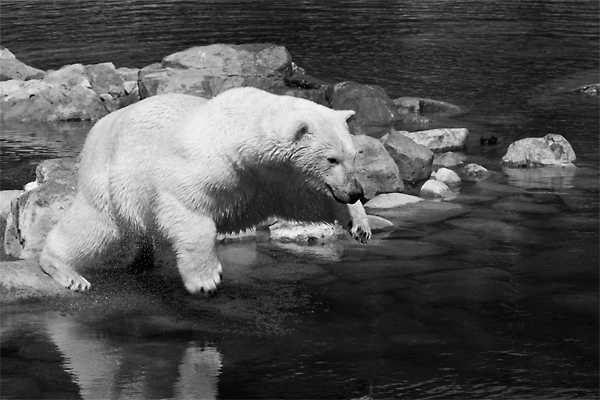 Isbjörn, Orsa Grönklitt