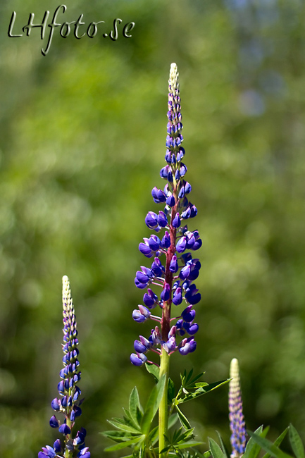 Lupin