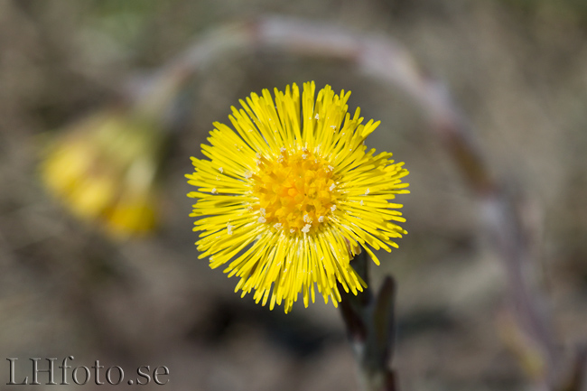 Tussilago